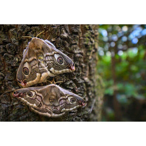 Laowa Venus Optics 15mm f/4.5 Macro Lens (Sony E, Auto-Aperture) at PROCAM | procam.com