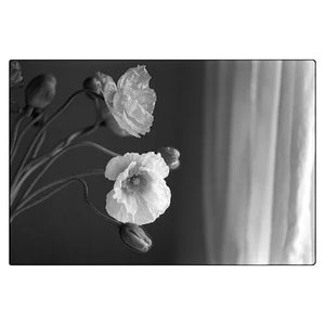 Kodak Professional Tri-X 400 Black and White Negative Film (120 Roll Film) 5-Pack at PROCAM | procam.com