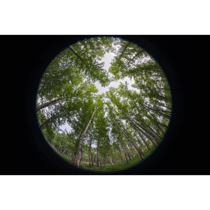 Laowa Venus Optics 8-15mm f/2.8 Fisheye Lens (Nikon Z) at PROCAM | procam.com