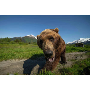 Venus Optics Laowa 12mm f/2.8 Lite Zero-D AF Lens (Nikon Z, 5-Blade Aperture) at PROCAM | procam.com