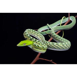 Laowa Venus Optics 15mm f/4.5 Macro Lens (Sony E, Auto-Aperture) at PROCAM | procam.com