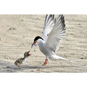 Nikon 8x42 Monarch M5 Binoculars at PROCAM | procam.com