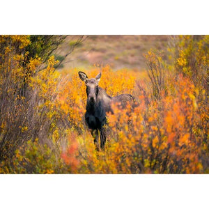 Nikon 10x42 Monarch M5 Binoculars at PROCAM | procam.com