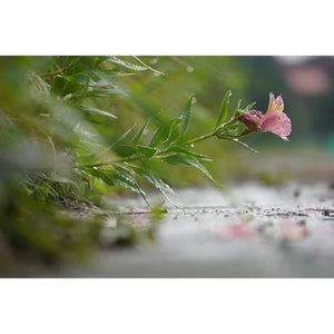 Sony a6100 Mirrorless Camera with PZ 16-50mm II and 55-210mm Lenses at PROCAM | procam.com