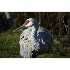 Nikon Z50 II Mirrorless Camera with 16-50mm & 50-250mm Lenses at PROCAM | procam.com