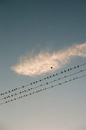 Kodak Professional Ektar 100 Color Negative Film (120 Roll Film) 5-Pack at PROCAM | procam.com