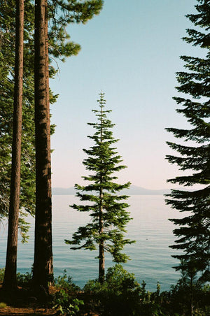 Kodak Professional Portra 160 Color Negative Film (120 Roll Film) Single Roll at PROCAM | procam.com