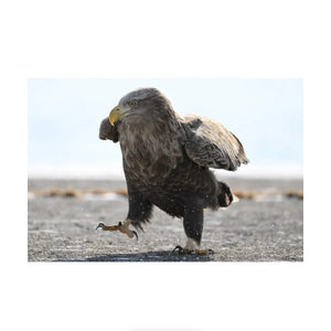 Nikon NIKKOR Z 180-600mm f/5.6-6.3 VR Lens at PROCAM | procam.com