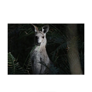 Canon RF 200-800mm f/6.3-9 IS USM Lens at PROCAM | procam.com