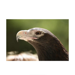 Canon RF 200-800mm f/6.3-9 IS USM Lens at PROCAM | procam.com