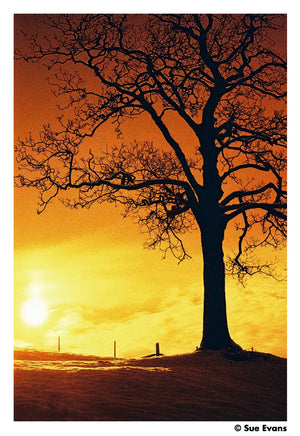 HARMAN RED 125 Redscale Film (35mm Roll Film, 36 Exposures) at PROCAM | procam.com
