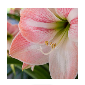 Panasonic Lumix S5 II Mirrorless Camera w/ S 20-60mm f/3.5-5.6 Lens at PROCAM | procam.com