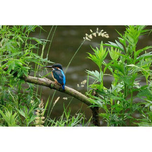 Canon RF 100-400mm f/5.6-8 IS USM Lens at PROCAM | procam.com