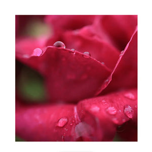 Canon RF 24mm f/1.8 Macro IS STM Lens at PROCAM | procam.com