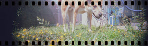 Lomography HydroChrome Sutton's Panoramic Belair 35mm Film Camera at PROCAM | procam.com