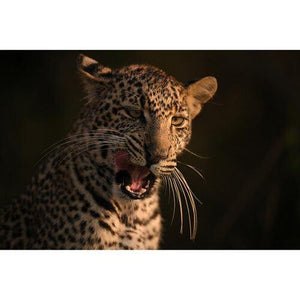 Nikon NIKKOR Z 400mm f/2.8 TC VR S Lens at PROCAM | procam.com