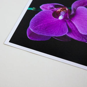 ProMaster Matte 65 Paper (11"x17", 20 Sheets) at PROCAM | procam.com