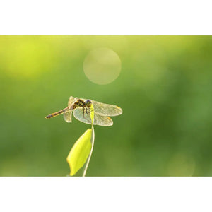 Sigma 105mm f/2.8 DG DN Macro ART Lens for Sony E at PROCAM | procam.com