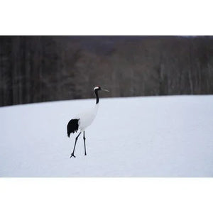 Sony FE 100-400mm f/4.5-5.6 GM OSS Lens at PROCAM | procam.com