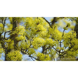 Sony FE 200-600mm f/5.6-6.3 G OSS Lens at PROCAM | procam.com