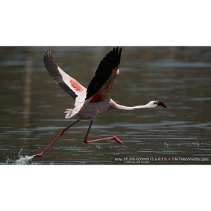 Sony FE 200-600mm f/5.6-6.3 G OSS Lens at PROCAM | procam.com