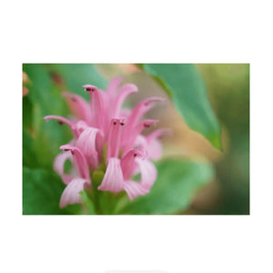 Sony FE 24-70mm f/2.8 GM II Lens at PROCAM | procam.com