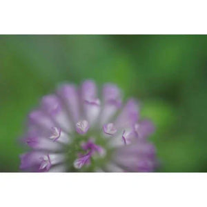 Sony FE 50mm f/2.8 Macro Lens at PROCAM | procam.com