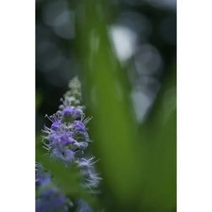 Sony FE 50mm f/2.8 Macro Lens at PROCAM | procam.com