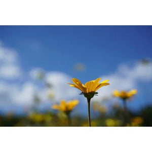 Sony FE 50mm f/2.8 Macro Lens at PROCAM | procam.com