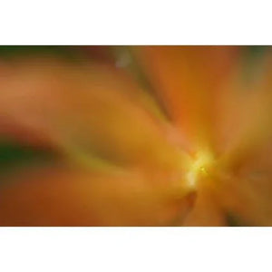 Sony FE 50mm f/2.8 Macro Lens at PROCAM | procam.com