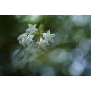 Sony FE 50mm f/2.8 Macro Lens at PROCAM | procam.com