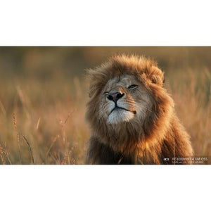 Sony FE 600mm f/4 GM OSS Lens at PROCAM | procam.com