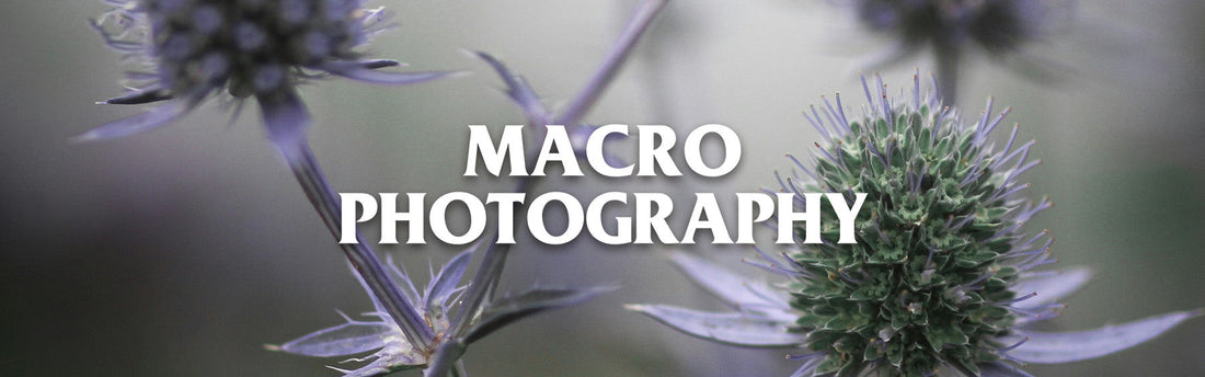 Bloom & Zoom: Macro Photography Techniques