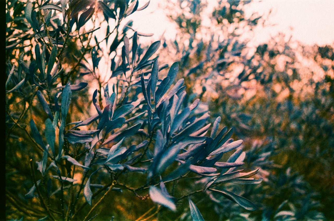 HARMAN SWITCH AZURE Film (35mm Roll Film, 36 Exposures)