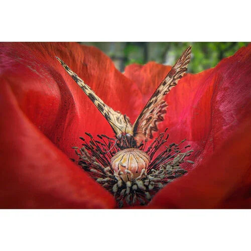 Laowa Venus Optics 15mm f/4.5 Macro Lens (Sony E, Auto-Aperture) at PROCAM | procam.com