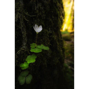 Laowa Venus Optics 15mm f/4.5 Macro Lens (Sony E, Auto-Aperture) at PROCAM | procam.com