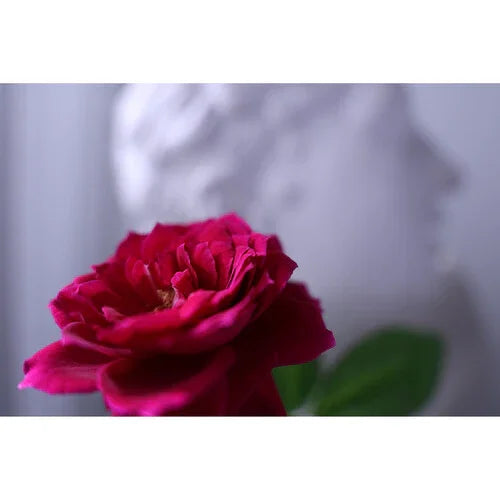 Canon RF 16-28mm f/2.8 IS STM Lens at PROCAM | procam.com