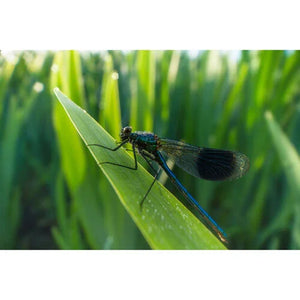 Laowa Venus Optics 15mm f/4.5 Macro Lens (Sony E, Auto-Aperture) at PROCAM | procam.com