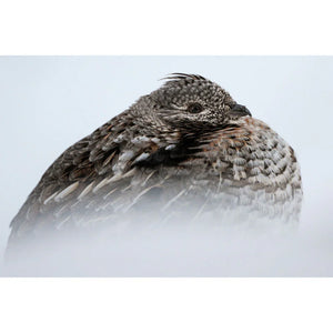 Nikon Z8 Mirrorless Camera with NIKKOR Z 24-120mm f/4 S Lens at PROCAM | procam.com