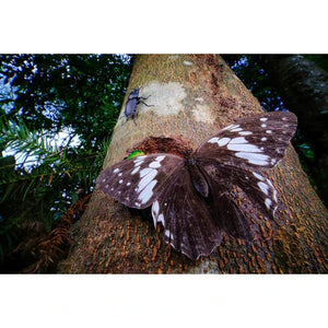 Laowa Venus Optics 15mm f/4.5 Macro Lens (Sony E, Auto-Aperture) at PROCAM | procam.com