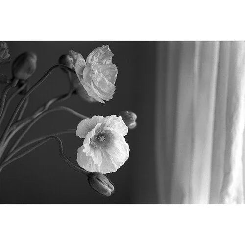 Kodak Professional Tri-X 400 Black and White Negative Film (35mm