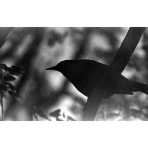 Film Photography Project Black and White X-Ray Film (35mm Roll Film, 24 Exposures) at PROCAM | procam.com