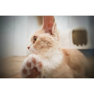 Venus Optics Laowa 12mm f/2.8 Lite Zero-D AF Lens (Nikon Z, 5-Blade Aperture) at PROCAM | procam.com