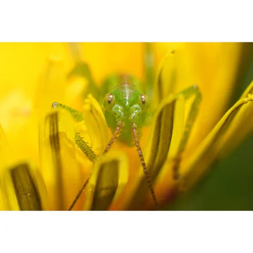 Sony FE 100mm f/2.8 MACRO GM OSS Lens at PROCAM | procam.com