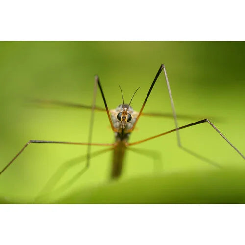 Sony FE 100mm f/2.8 MACRO GM OSS Lens at PROCAM | procam.com