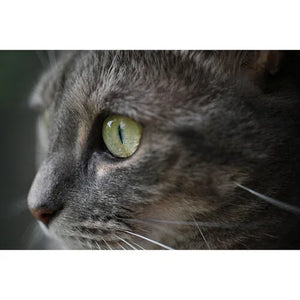 Nikon NIKKOR Z DX 35mm f/1.7 Lens at PROCAM | procam.com