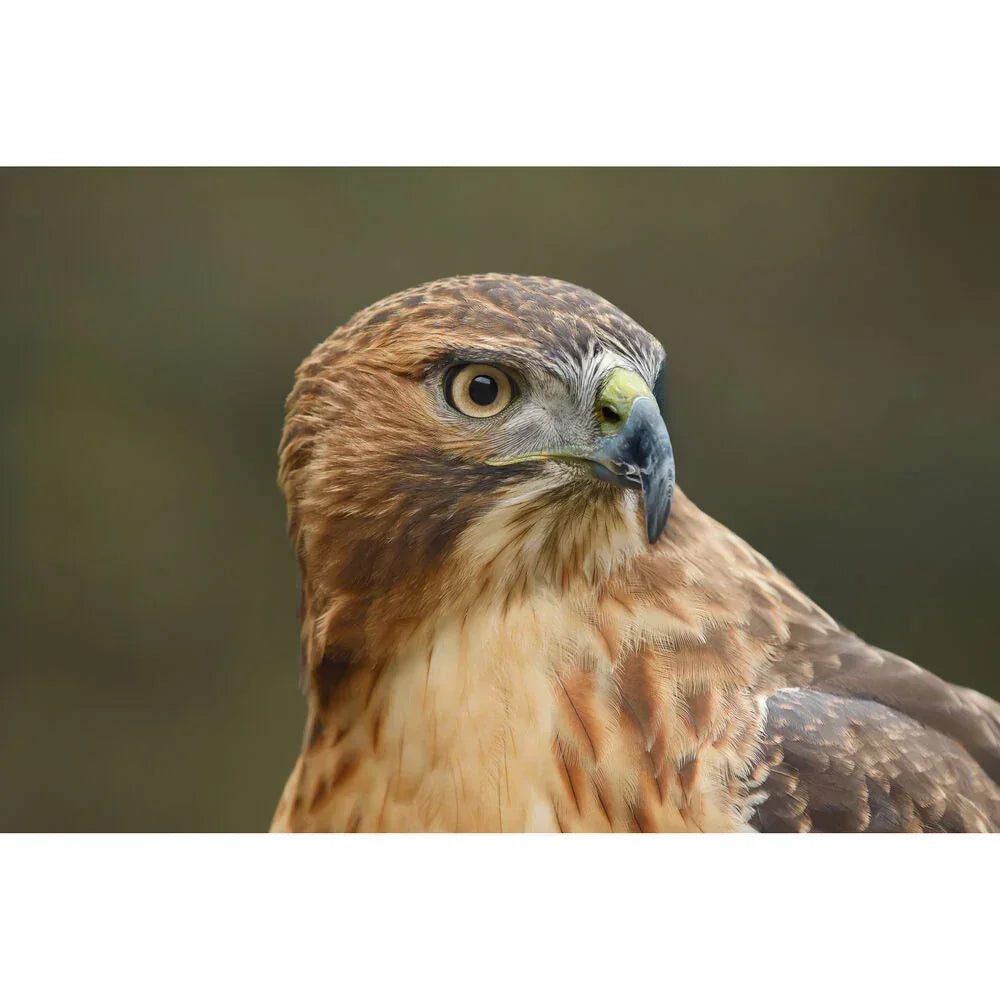 Canon EOS R6 Mark III Mirrorless Camera with RF 24-105mm f/4-7.1 IS STM Lens at PROCAM | procam.com