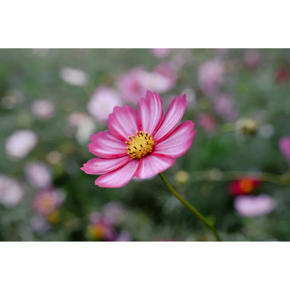 Nikon NIKKOR Z 24-105mm f/4-7.1 Lens at PROCAM | procam.com