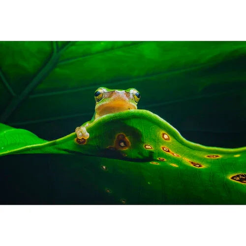 Laowa Venus Optics 15mm f/4.5 Macro Lens (Sony E, Auto-Aperture) at PROCAM | procam.com