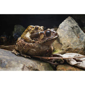 Laowa Venus Optics 15mm f/4.5 Macro Lens (Sony E, Auto-Aperture) at PROCAM | procam.com